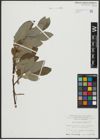 Foto von Salix appendiculata Vill.
